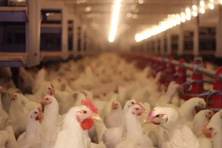 بزرگترین تولید کننده مرغ در جهان