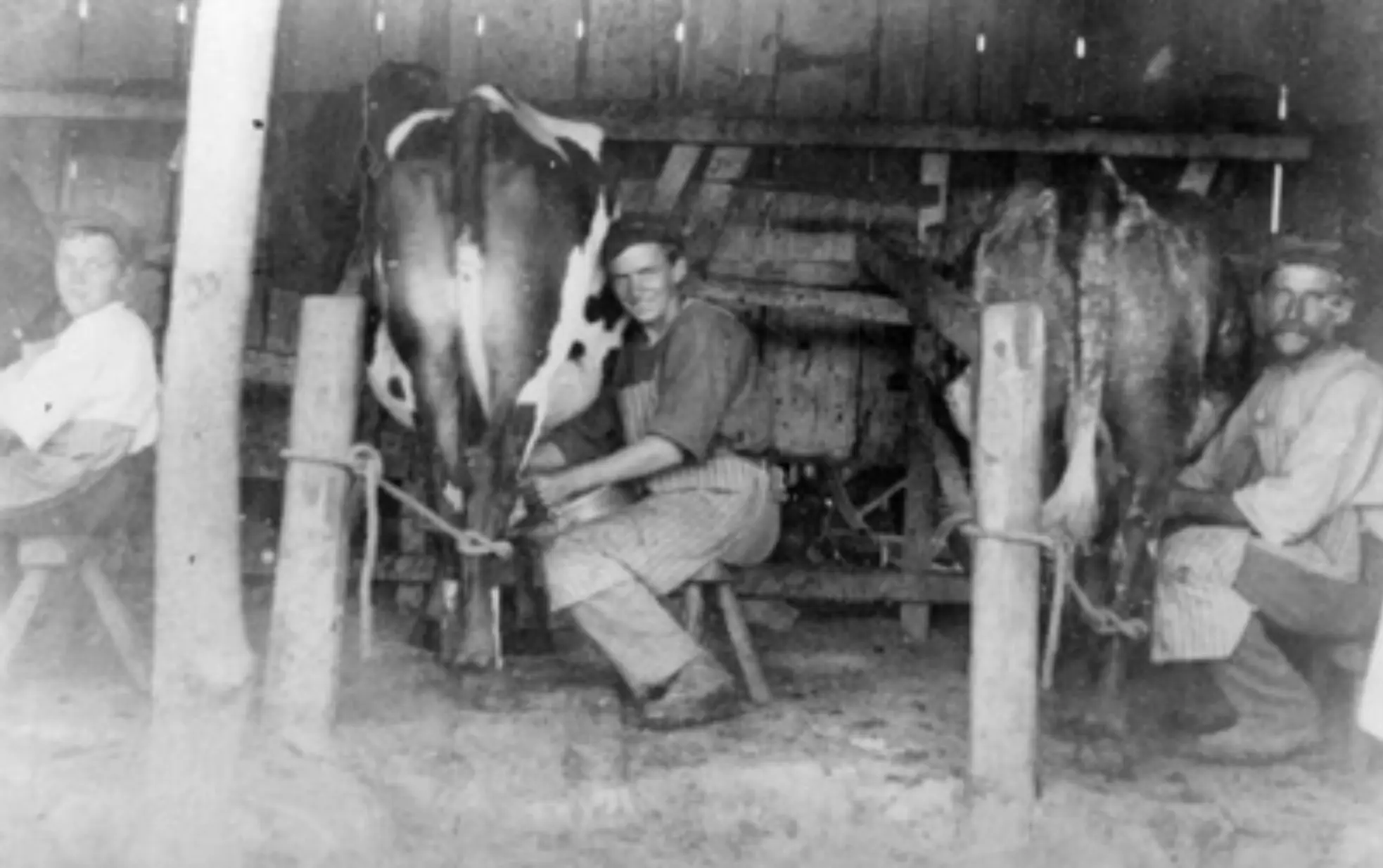 1814 - اولین گاو در نیوزیلند
