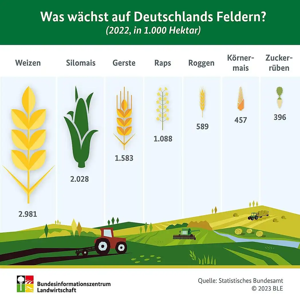 کاشت گندم در آلمان