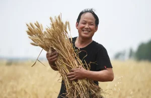 تصویر یک مرد چینی و گندم در دستانش برای مقاله بزرگترین تولید کننده و صادر کننده گندم در جهان
