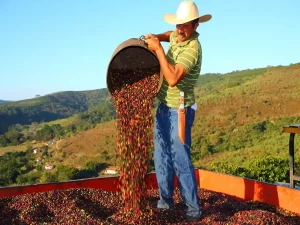 بزرگترین تولید کننده قهوه در جهان