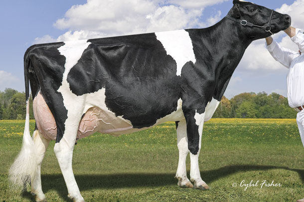 گاو Holstein در کانادا