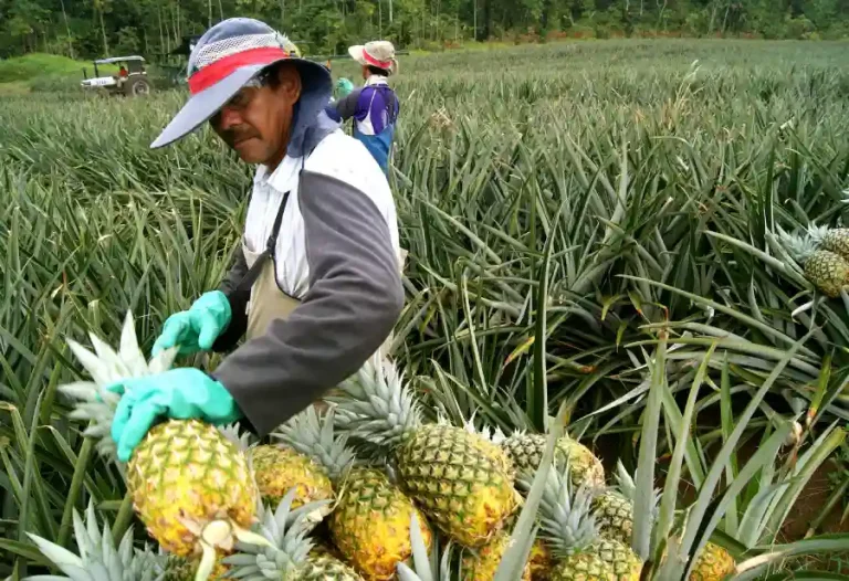 بزرگترین تولید کننده آناناس در جهان