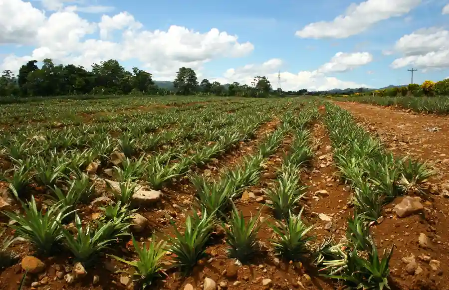 کشت آناناس در کاستاریکا