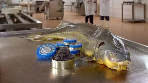 تصویر ماهی خاویار برای مقاله بزرگترین تولید کننده خاویار در جهان