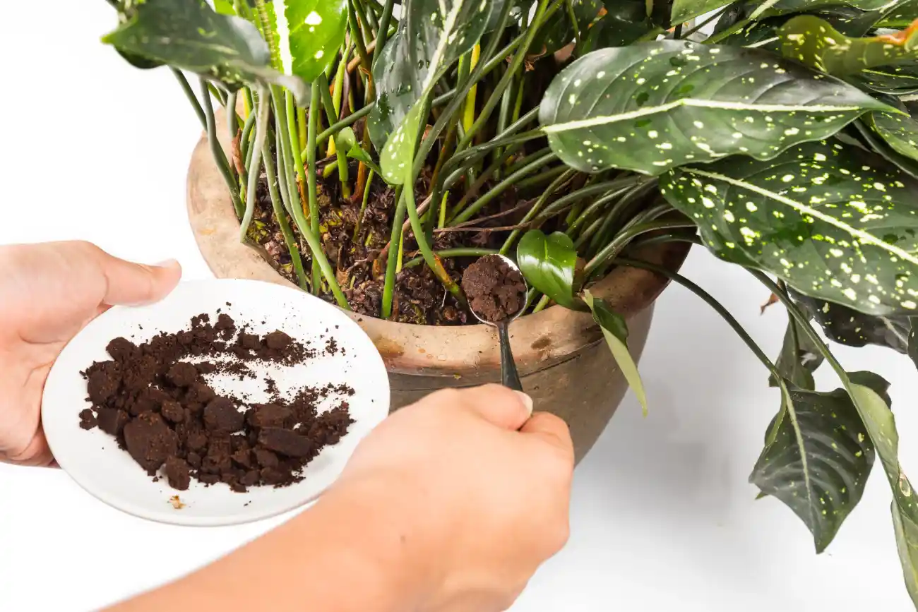 تفاله قهوه برای گیاهان