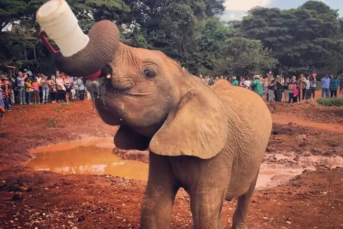 تصویر مرکز حفاظت فیل دیوید شلدریک (David Sheldrick Elephant Orphanage)