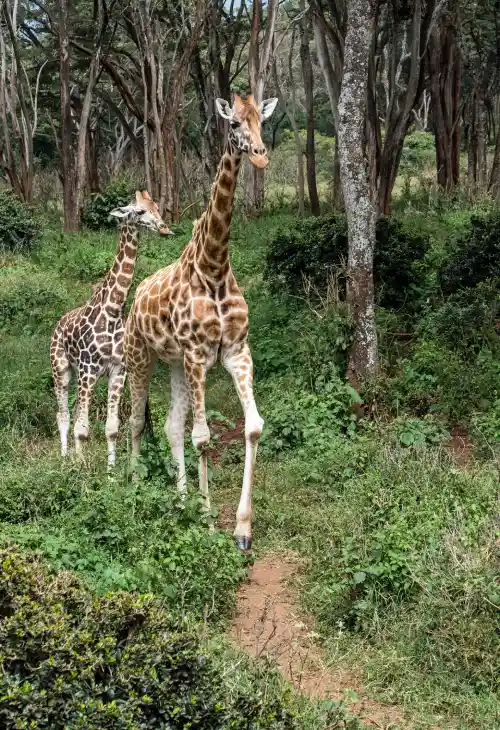 تصویر مرکز زرافه (Giraffe Centre)