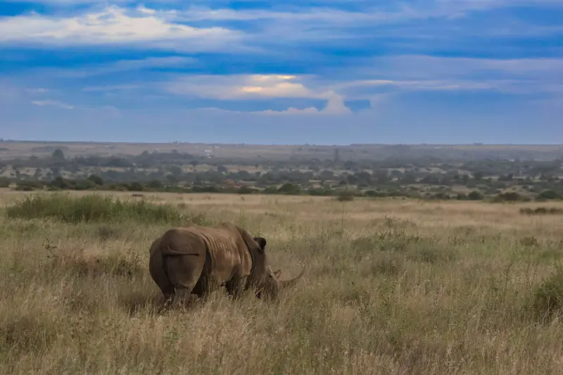 تصویر پارک ملی نایروبی (Nairobi National Park)