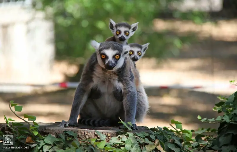 تصویر باغ وحش تفلیس (Tbilisi Zoo)