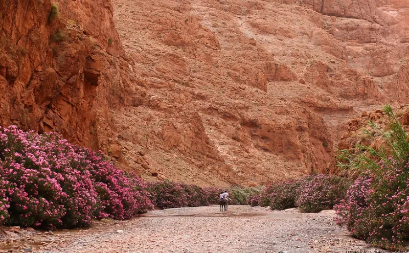 تصویر دره گل‌ها